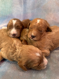 Cockapoo Puppies Born 1-28-2025 $950